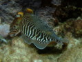 Cephalopoda - Common Cuttlefish - Sepia Officinalis