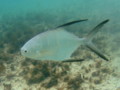 Jacks - Palometa - Trachinotus goodei