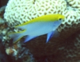 Damselfish - Black Damselfish - Neoglyphidodon melas