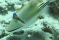 Triggerfish - Arabian Picasso Triggerfish - Rhinecanthus assasi