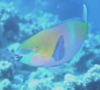 Parrotfish - Rusty Parrotfish - Scarus ferrugineus