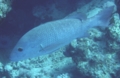 Snappers - Mangrove Snapper - Lutjanus argentimaculatus