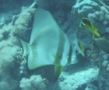 Spadefish - Circular Spadefish(Circular Batfish) - Platax orbicularis