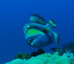 Triggerfish - Titan Triggerfish - Balistoides viridescens