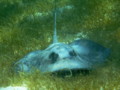 Stingrays - Southern Stingray - Dasyatis americana