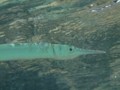 Needlefish - Flat Needlefish - Ablennes hians