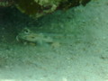 Gobies - Bridled Goby - Coryphopterus glaucofraenum