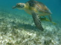 Turtle - Green Sea Turtle - Chelonia mydas