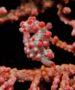 Seahorses - Pygmy Seahorse - Hippocampus bargibanti