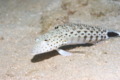 Sandperches - Speckled Sandperch - Parapercis hexophthalma