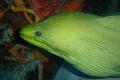 Moray - Green Moray - Gymnothorax funebris