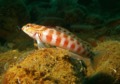 Sandperches - Red-spotted Sandperch - Parapercis schauinslandi