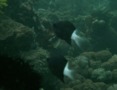 Damselfish - Bicolor chromis - Chromis margaritifer