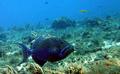 Triggerfish - Queen Triggerfish - Balistes vetula