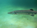 Barracuda - Great Barracuda - Sphyraena barracuda