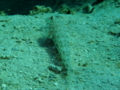 Gobies - Decorated goby - Istigobius decoratus