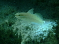 Gobies - Butterfly Goby - Amblygobius albimaculatus