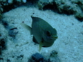 Damselfish - Jewel Damselfish - Plectroglyphidodon lacrymatus