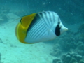 Butterflyfish - Threadfin Butterflyfish - Chaetodon auriga