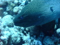 Moray - Giant Moray - Gymnothorax javanicus