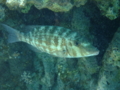 Emperors - Variegated emperor - Lethrinus variegatus