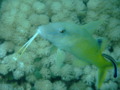 Goatfish - Yellowsaddle Goatfish - Parupeneus cyclostomus