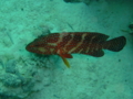 Groupers - Coral Grouper - Cephalopholis miniata