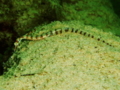 Pipefish - Network Pipefish - Corythoichthys flavofasciatus