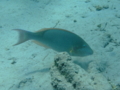 Parrotfish - Longnose Parrotfish - Hipposcarus harid