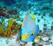 Angelfish - Queen Angelfish - Holacanthus ciliaris