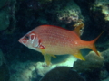 Squirrelfish - Long-jawed Squirrelfish(Sabre Squirrelfish,Giant Squirrelfish,Spiny Squirrelfish) - Sargocentron spiniferum