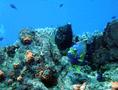 Filefish - Whitespotted Filefish - Cantherhines macrocerus