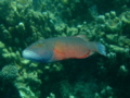 Wrasse - Cheek-lined Splendour Wrasse - Cheilinus digrammus