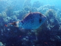 Filefish - Scrawled Filefish - Aluterus scriptus