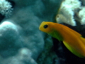 Blennies - Midas Blenny - Ecsenius midas