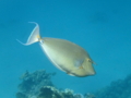 Surgeonfish - Bluespine Unicornfish - Naso unicornis