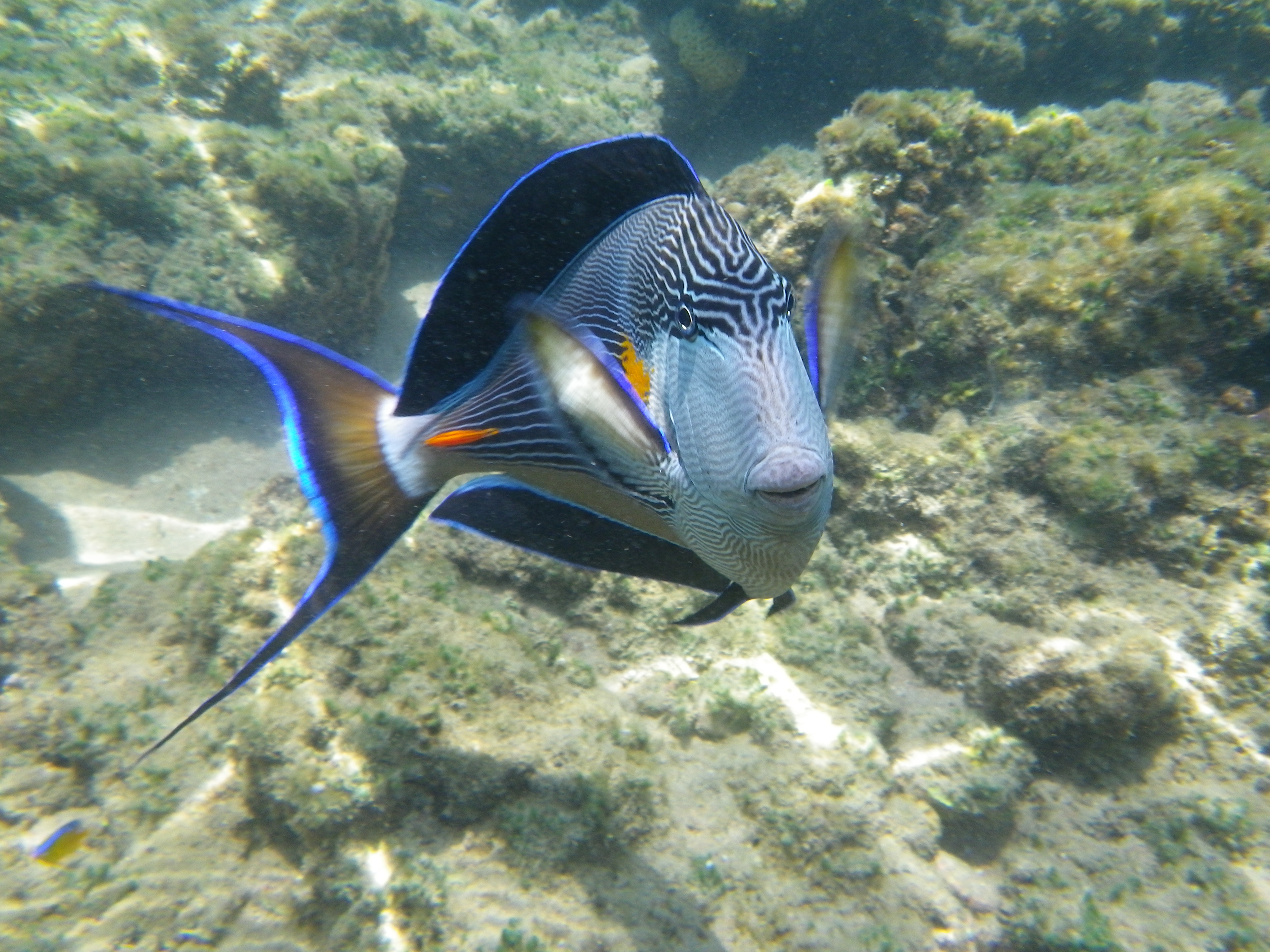 Surgeonfish - Sohal Surgeonfish - Acanthurus sohal