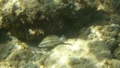 Wrasse - Peacock Wrasse - Symphodus tinca