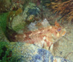 Blennies - Tompot Blenny - Parablennius gattorugine