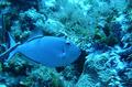 Triggerfish - Sargassum Triggerfish - Xanthichthys ringens