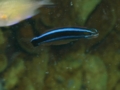 Blennies - Blue-striped Fangblenny - Plagiotremus rhinorhynchus
