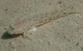 Gobies - Decorated goby - Istigobius decoratus