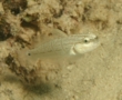 Gobies - Butterfly Goby - Amblygobius albimaculatus