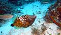 Filefish - Whitespotted Filefish - Cantherhines macrocerus