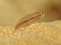 Blennies - Michel's Host Goby - Pleurosicya micheli