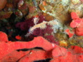 Pipefish - Ornate Ghost Pipefish - Solenostomus paradoxus
