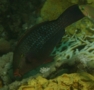 Parrotfish - Swarthy Parrotfish - Scarus niger