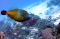 Filefish - Whitespotted Filefish - Cantherhines macrocerus