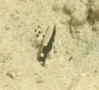 Gobies - Whitecap Goby(Graceful Partner Goby) - Lotilia graciliosa