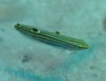 Gobies - Hector's Goby - Koumansetta hectori